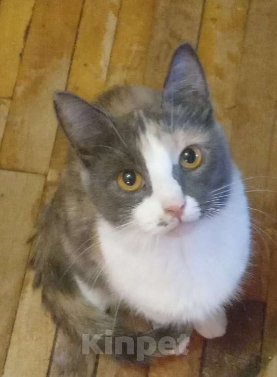 Кошки в Москве: Трёхцветная анатолийская кошечка Девочка, Бесплатно - фото 1