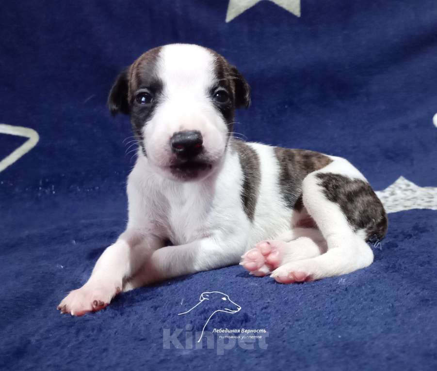 Собаки в Москве: Щенки уиппета кобели для раннего бронирования Мальчик, Бесплатно - фото 3