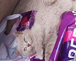 Кошки в Кстово: Британские котята, 1 000 руб. - фото 6