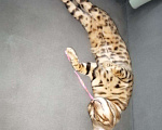 Кошки в Североморске: Бенгальский кот, вязка., 3 000 руб. - фото 3