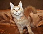 Кошки в Лянторе: Кошечка мейн-кун, MCO ds 22, 25 000 руб. - фото 3