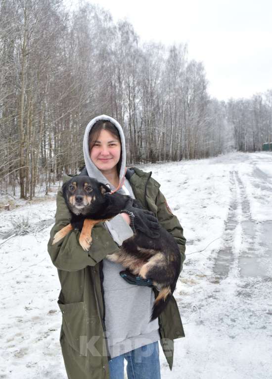 Собаки в Москве: Маленькая собачка пропадает в приюте Девочка, Бесплатно - фото 4