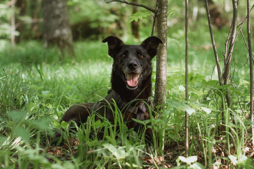 Собаки в Москве: Озорная Тата мечтает обрести любящих родителей Девочка, Бесплатно - фото 3