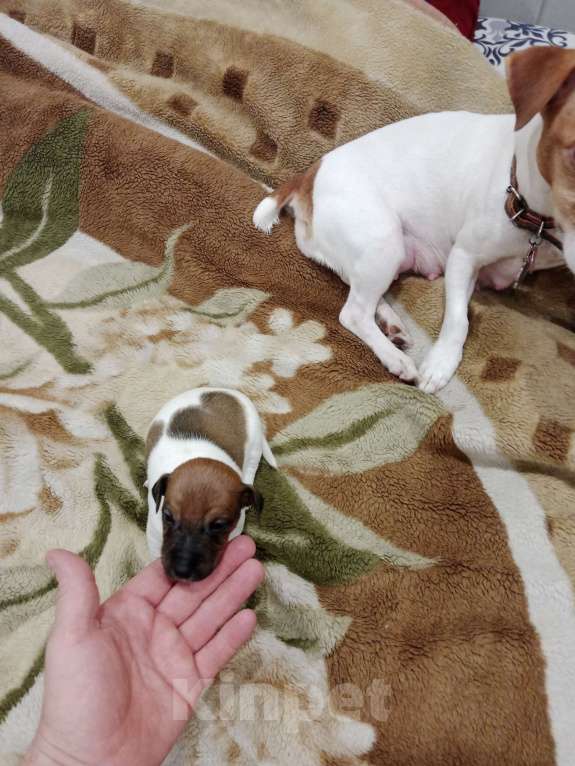 Собаки в Тольятти: Джек Рассел терьер  Мальчик, 20 000 руб. - фото 3