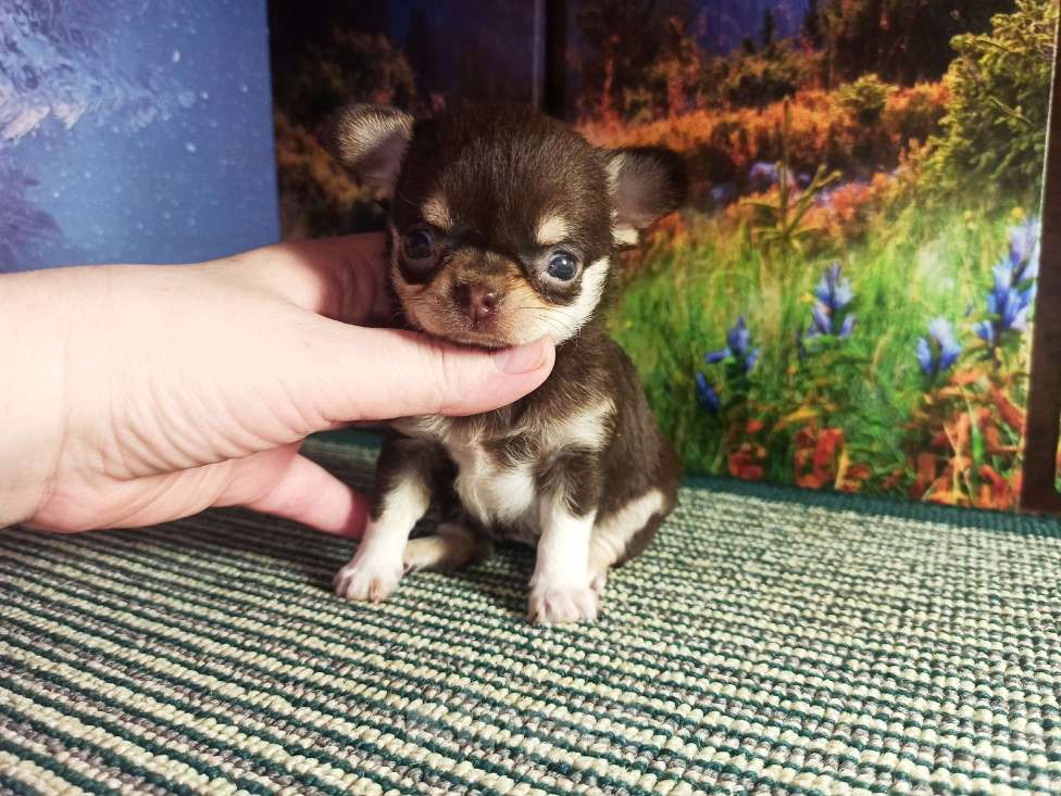 Собаки в Санкт-Петербурге: Жасмина Леоновна чихуахуа шоколадный триколор Девочка, 50 000 руб. - фото 3