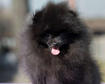Собаки в Челябинске: Черная красотка Девочка, 45 000 руб. - фото 3