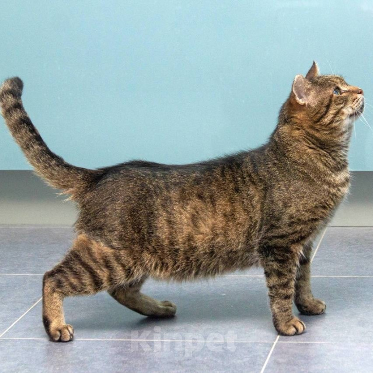 Кошки в Мытищах: Мистер Кот ищет дом! Мальчик, Бесплатно - фото 4