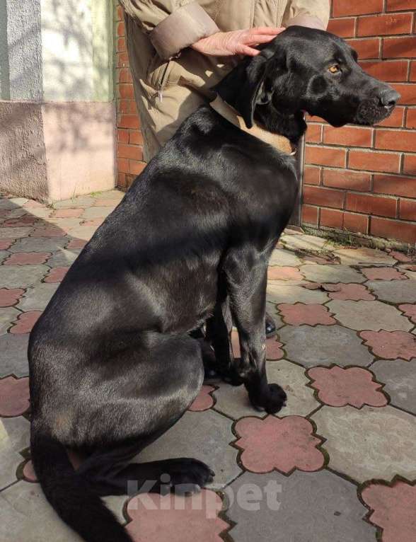 Собаки в Таганроге: Отдам собаку в добрые руки Мальчик, Бесплатно - фото 1