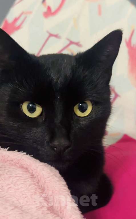 Кошки в Симферополе: Красивая кошка  Девочка, Бесплатно - фото 6