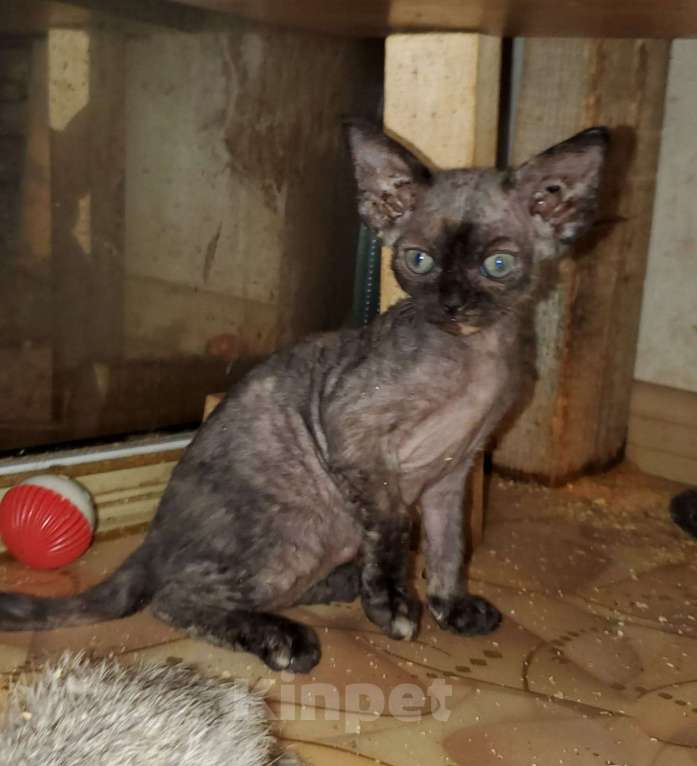 Кошки в Нижнем Тагиле: Котята очаровательыне девон рекс Девочка, Бесплатно - фото 1