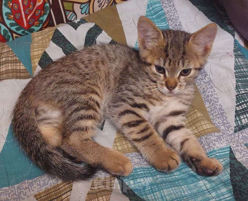 Кошки в Москве: Ласковый котёнок, приучен к лотку Мальчик, Бесплатно - фото 4