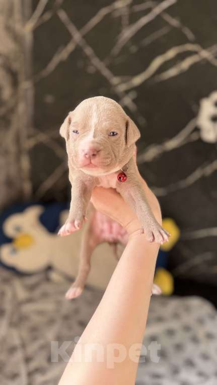 Собаки в Санкт-Петербурге: Малышка маленькая Девочка, 40 000 руб. - фото 3