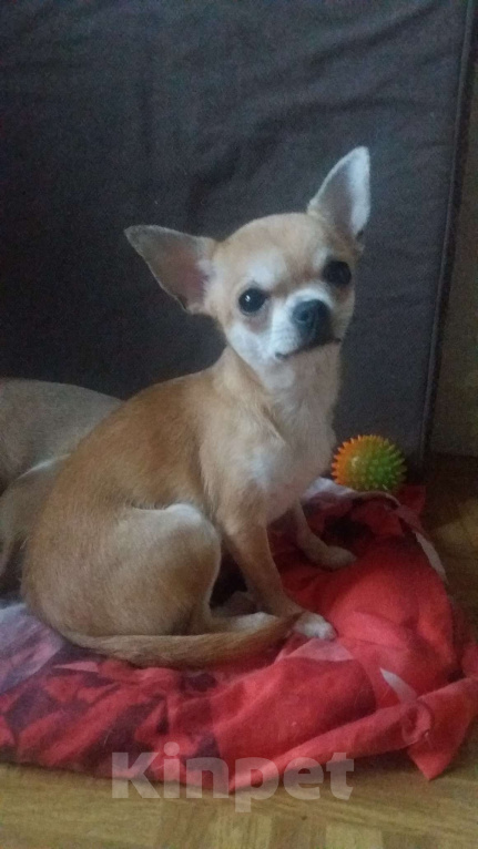 Собаки в Москве: Чихуахуа г/ш девочка  Девочка, Бесплатно - фото 3
