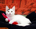 Кошки в Калуге: Бьянка, кошечка с чёлочкой. Котенок в добрые руки. Девочка, Бесплатно - фото 1