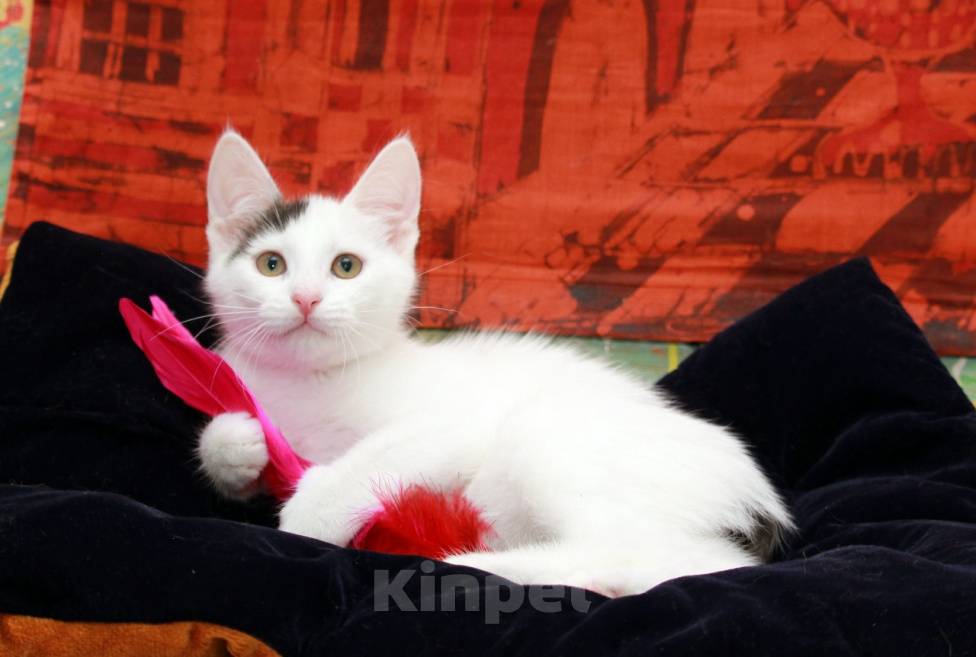 Кошки в Калуге: Бьянка, кошечка с чёлочкой. Котенок в добрые руки. Девочка, Бесплатно - фото 1