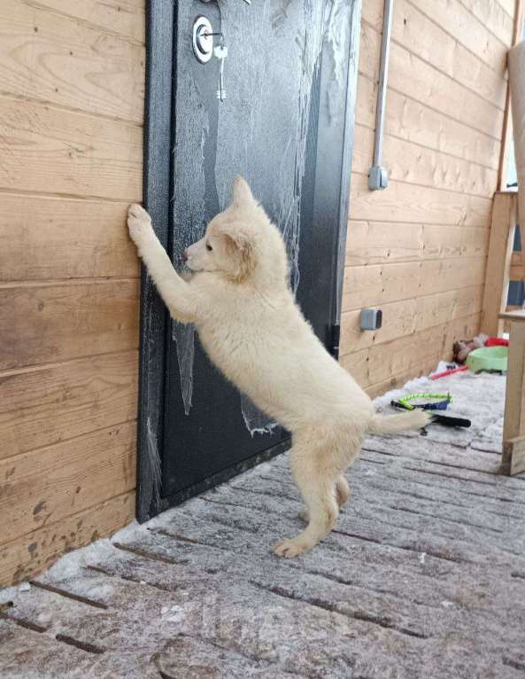 Собаки в Лосином-Петровском: КрИсталл якутенок ппбж Девочка, Бесплатно - фото 1