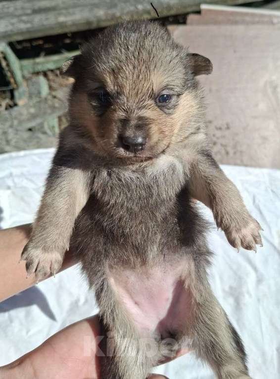 Собаки в других городах Московской области: Спасите щенков Девочка, Бесплатно - фото 3