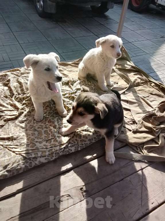 Собаки в Бердске: Девочка, белая Девочка, Бесплатно - фото 2