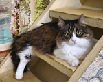 Кошки в Москве: Котик Милан ищет дом! Мальчик, Бесплатно - фото 5