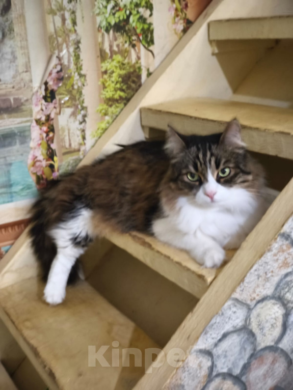 Кошки в Москве: Котик Милан ищет дом! Мальчик, Бесплатно - фото 5