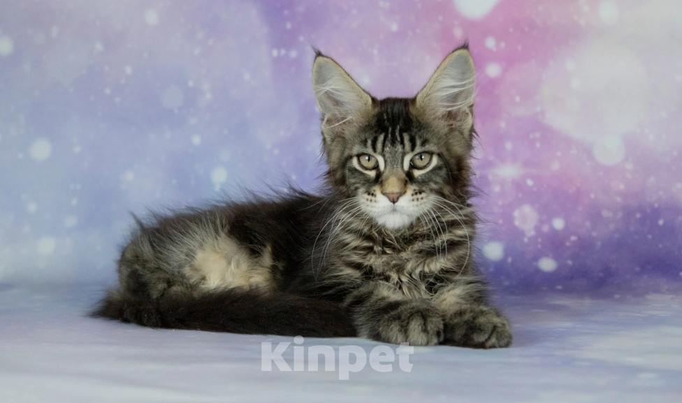 Кошки в Воронеже: Котята мейн-кун из питомника Мальчик, 50 000 руб. - фото 1