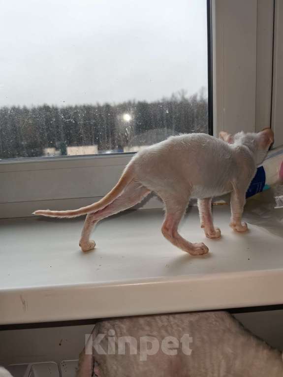 Кошки в Санкт-Петербурге: Busilda Девочка, 40 000 руб. - фото 2