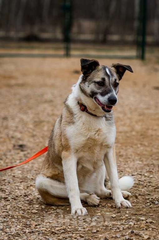 Собаки в Москве: Дейзи. Собака-обожака Девочка, 1 руб. - фото 3