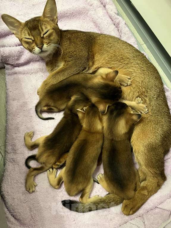 Кошки в Москве: Марсель Мальчик, 50 000 руб. - фото 5