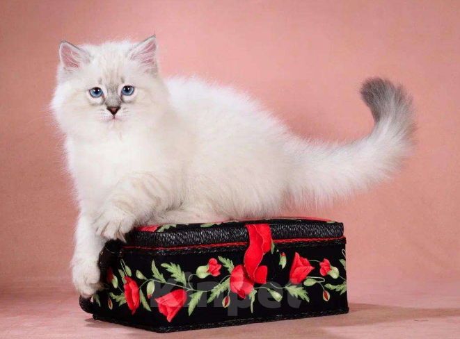 Кошки в Москве: Невский маскарадный котёнок Мальчик, Бесплатно - фото 2