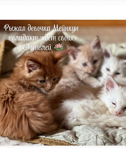 Красная тикированная девочка 