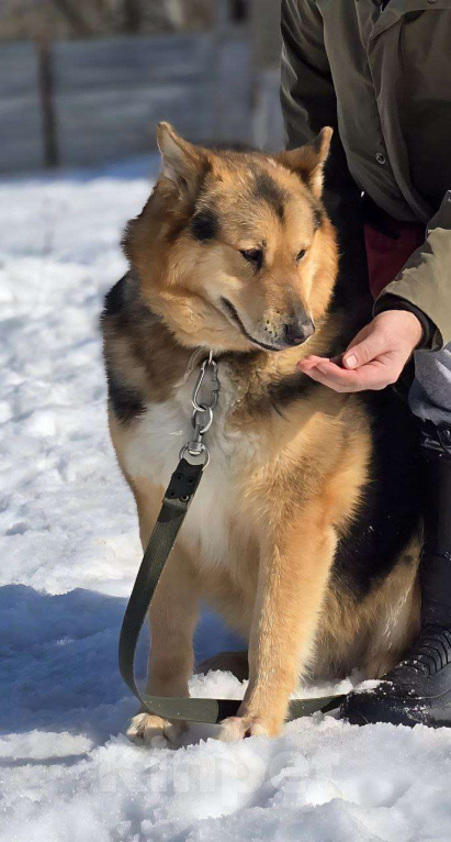 Собаки в Королеве: Джан! Воплощение мужества и харизмы! Мальчик, Бесплатно - фото 7