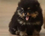 Собаки в Москве: Померанский шпиц мальчик мини Мальчик, Бесплатно - фото 2