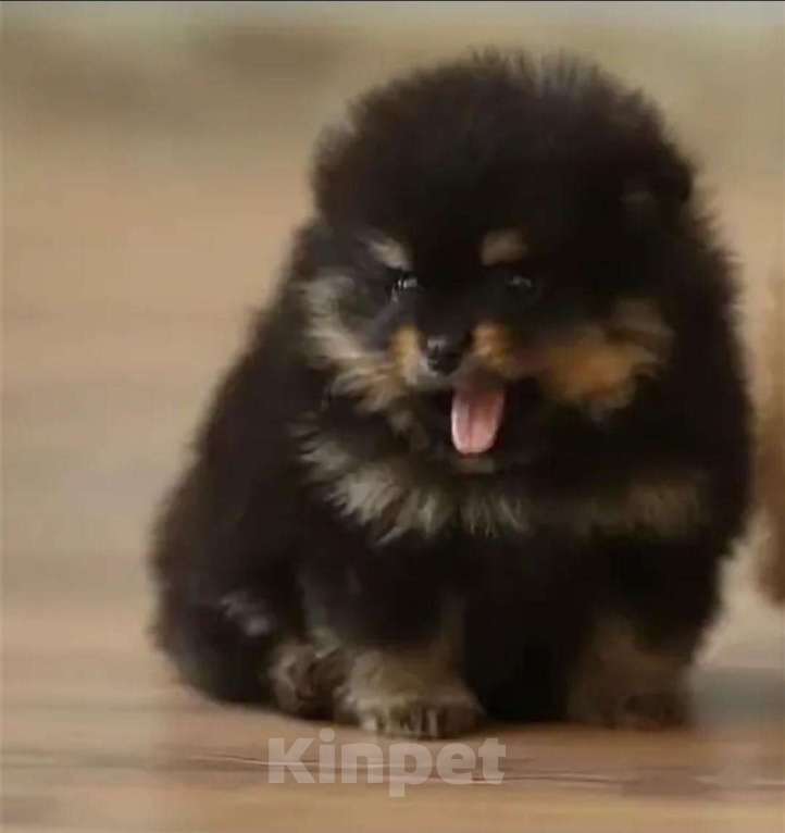 Собаки в Москве: Померанский шпиц мальчик мини Мальчик, Бесплатно - фото 2