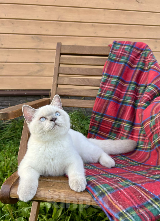 Кошки в Москве: Британский котёнок колор поинт, 5,5 месяцев  Девочка, 70 000 руб. - фото 6