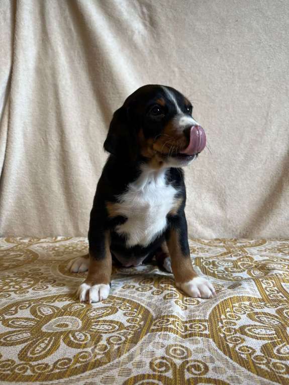 Собаки в Лобне: Аппенцеллер зенненхунд щенки Девочка, 99 000 руб. - фото 1