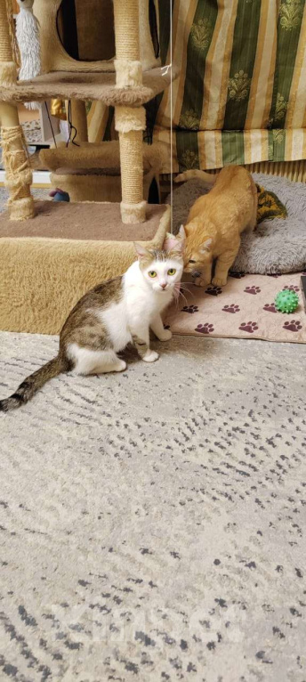 Кошки в Москве: Очаровательная кошечка Ася ищет свой дом (Москва и Мо) Девочка, Бесплатно - фото 4