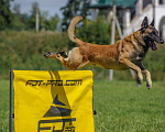 Собаки в Новосибирске: Щенки Бельгийской Овчарки Малинуа Разнополые, Бесплатно - фото 3