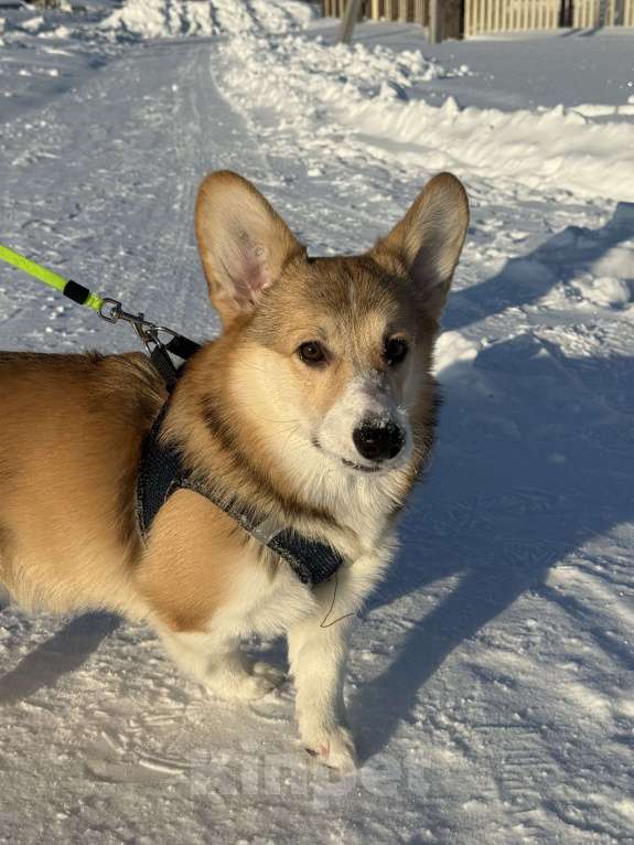 Собаки в Барнауле: Вельш корги пемброк, щенок Мальчик, 20 000 руб. - фото 3