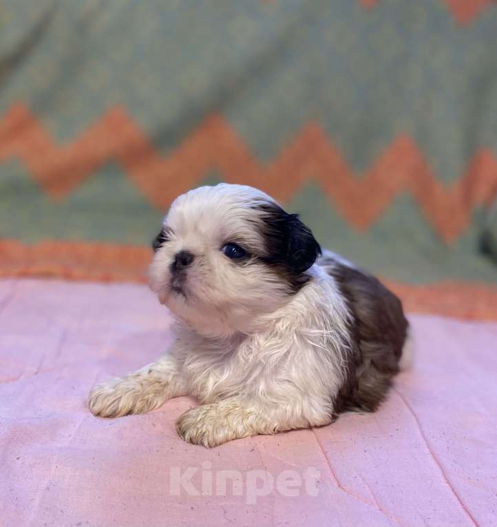 Собаки в Санкт-Петербурге: Обаятельная девочка ши тцу  Девочка, 40 000 руб. - фото 7