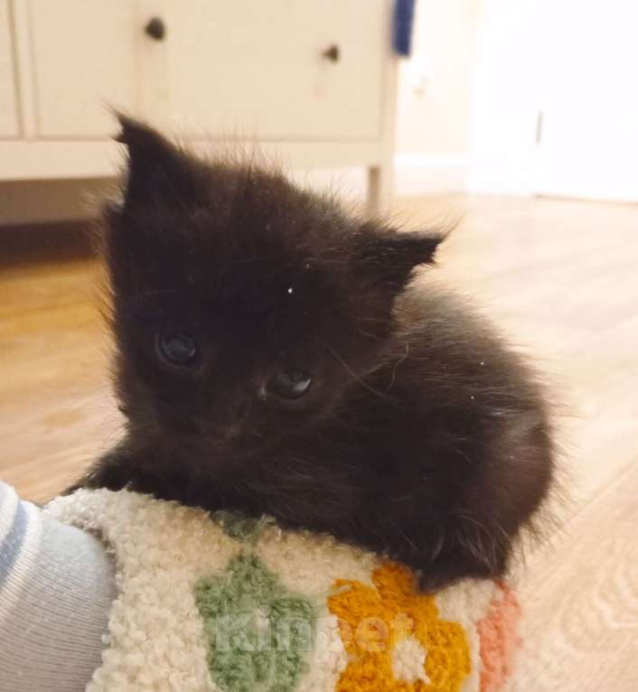 Кошки в других городах Московской области: Кошечка ищет дом Девочка, Бесплатно - фото 3