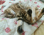 Кошки в Саранске: Кот приглашает на вязку, 2 000 руб. - фото 5