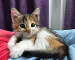 Кошки в Саяногорске: Котёнок-девочка Девочка, Бесплатно - фото 1