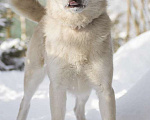 Собаки в Москве: Небольшая белая зефирка Ангелина в дар Девочка, Бесплатно - фото 2