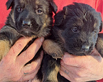 Собаки в Москве: Щенки немецкой овчарки Девочка, 25 000 руб. - фото 3