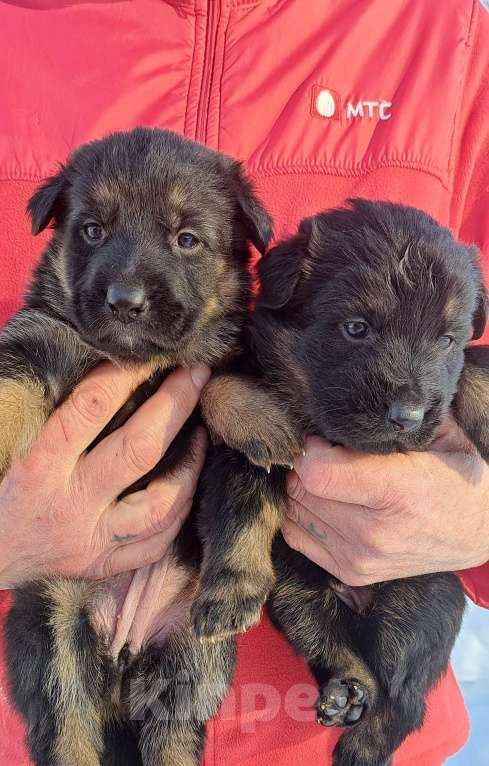Собаки в Москве: Щенки немецкой овчарки Девочка, 25 000 руб. - фото 3