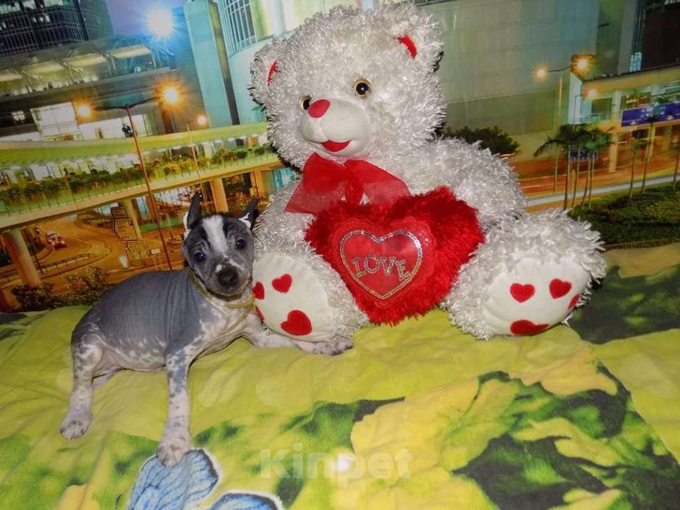 Собаки в Москве: Мексиканская голая, мальчик Мальчик, 20 000 руб. - фото 2