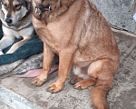 Собаки в Волгограде: Отдам в добрые руки  Мальчик, 100 руб. - фото 2
