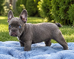 Собаки в Москве: Французский бульдог щенки Мальчик, 50 000 руб. - фото 4