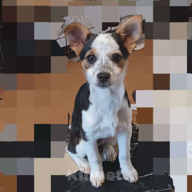 Собаки в Санкт-Петербурге: Щенок в добрые руки Мальчик, Бесплатно - фото 1