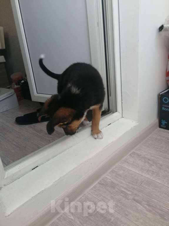 Собаки в Краснодаре: В добрые руки  Девочка, Бесплатно - фото 2